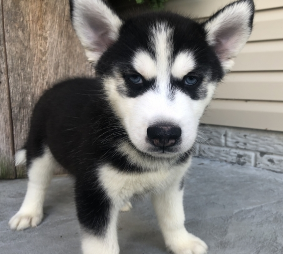 comprar cachorros sanos, baratos y asequibles para la venta